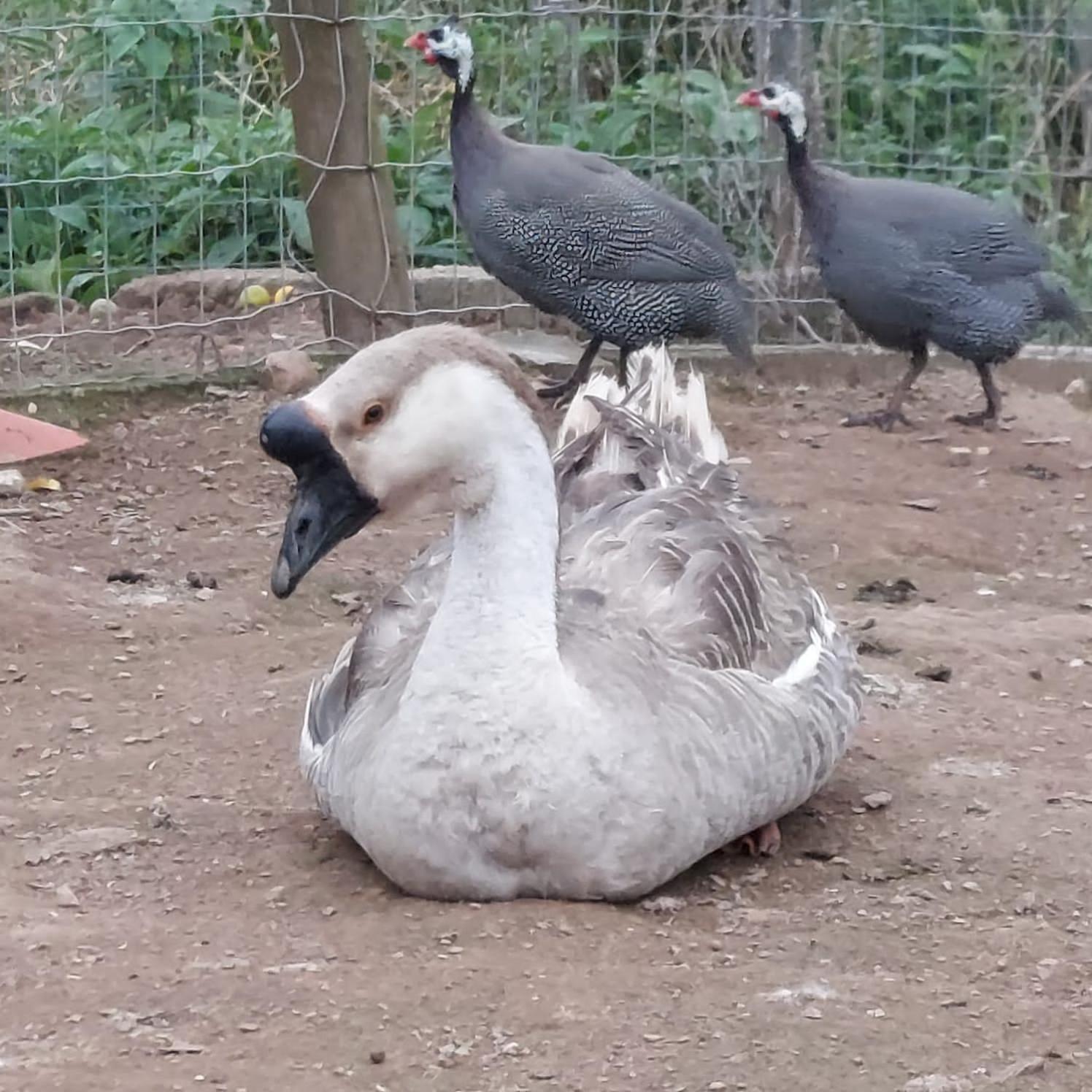 מלון Santa Rita do Rio Abaixo Fazenda Do Engenho מראה חיצוני תמונה