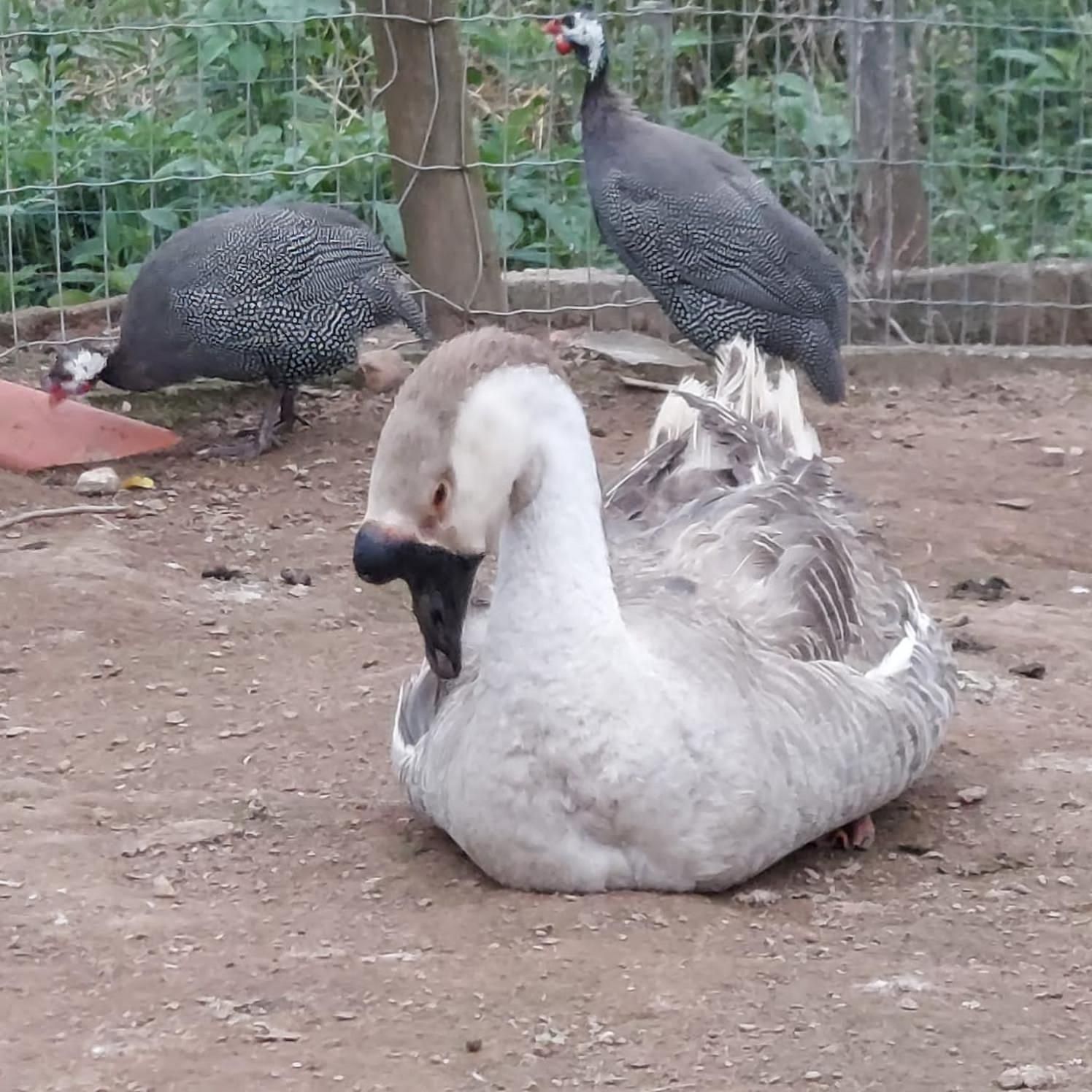 מלון Santa Rita do Rio Abaixo Fazenda Do Engenho מראה חיצוני תמונה